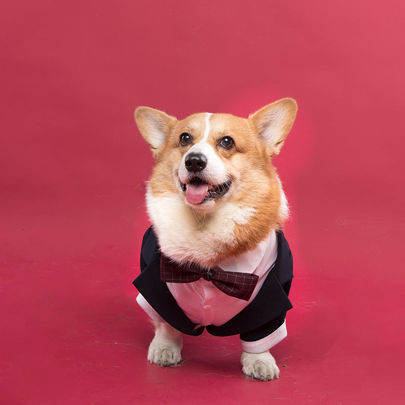 Dog Suit Swallowtail Dress Shirt