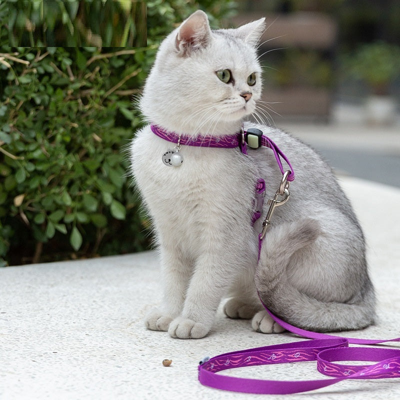 Cat wearing a purple Pet Dog Teddy Leash leash and collar set outdoors