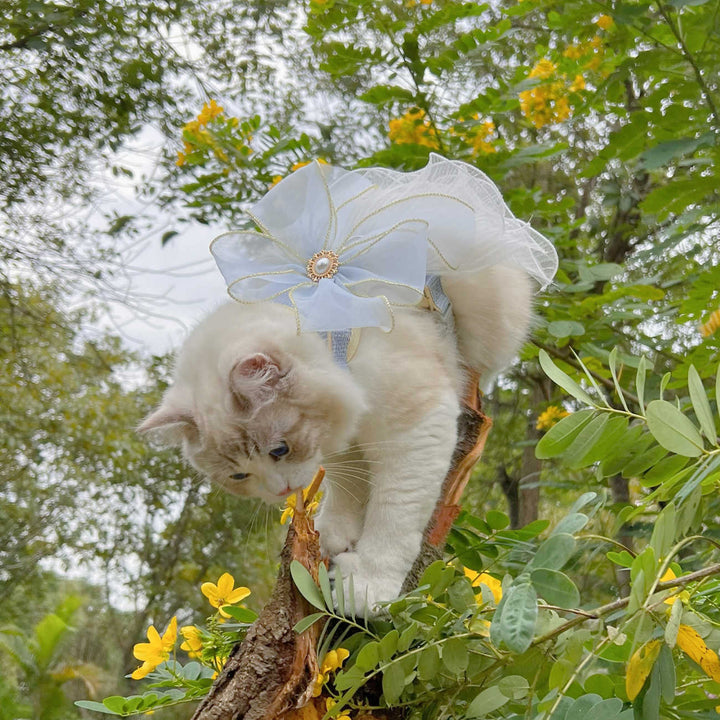 Pet Leash Cat And Puppy Universal