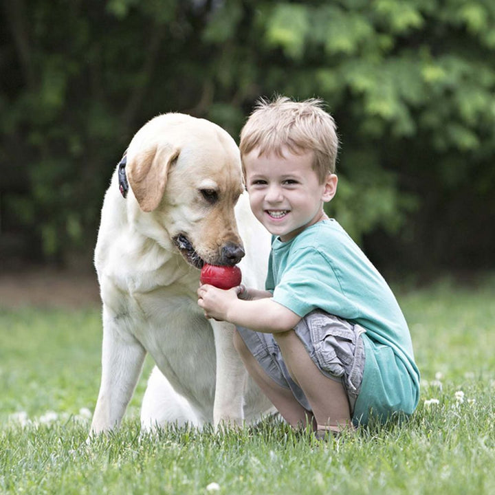 Bite-resistant Rubber Dog Toy