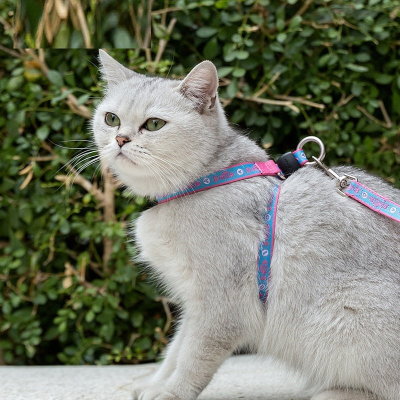 Pet Dog Teddy Leash