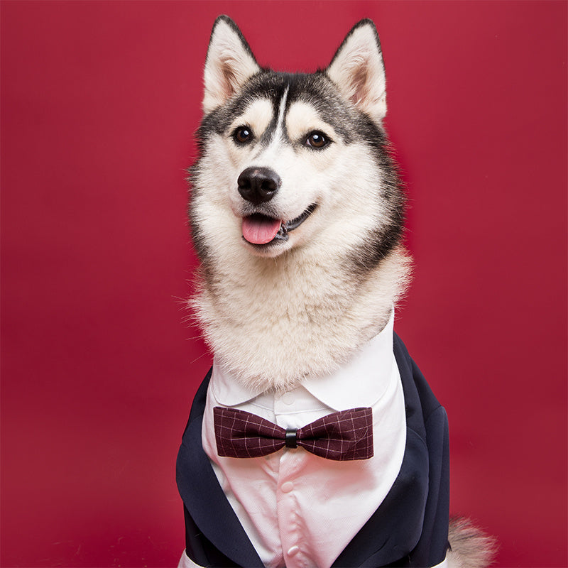 Dog Suit Swallowtail Dress Shirt