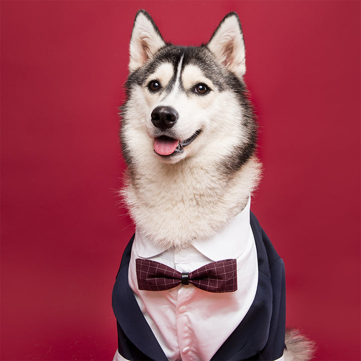 Dog Suit Swallowtail Dress Shirt