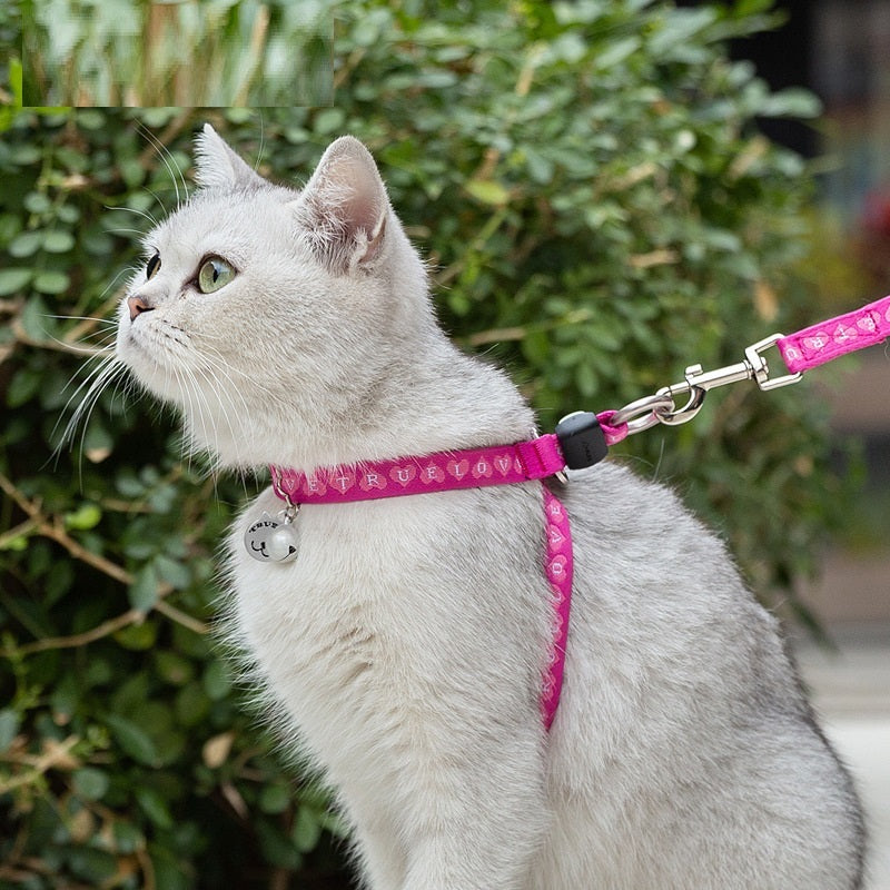 Pink adjustable Pet Dog Teddy Leash on gray cat outdoors